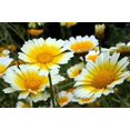 thumbnail image 1 of Chrysanthemum Garland, 100 Seeds, Newly Harvested, Golden and White Blooms, 1 of 1