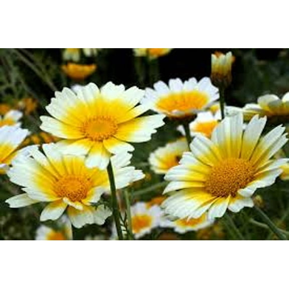 Chrysanthemum Garland, 200+ Seeds, Newly Harvested, Golden