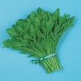 thumbnail image 1 of Kitazawa Seed Company ~906 Garland Round Leaf Plant Seeds, Non-GMO, 1 of 1