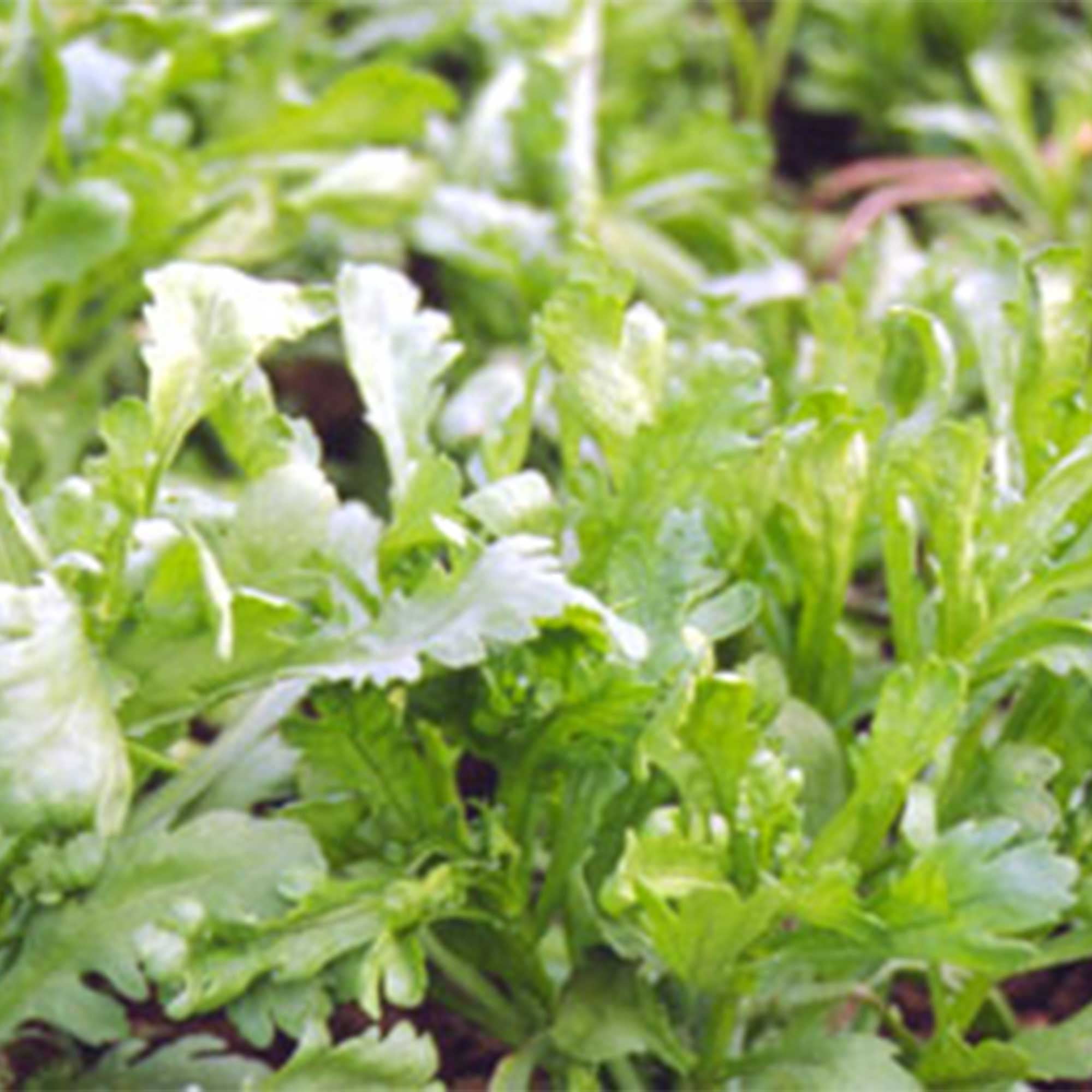 Chrysanthemum Greens Seeds - Garland Serrated Leaf - 1 Lb ~136000 Seeds - Non-GMO, Heirloom - Asian Edible Flower & Microgreens