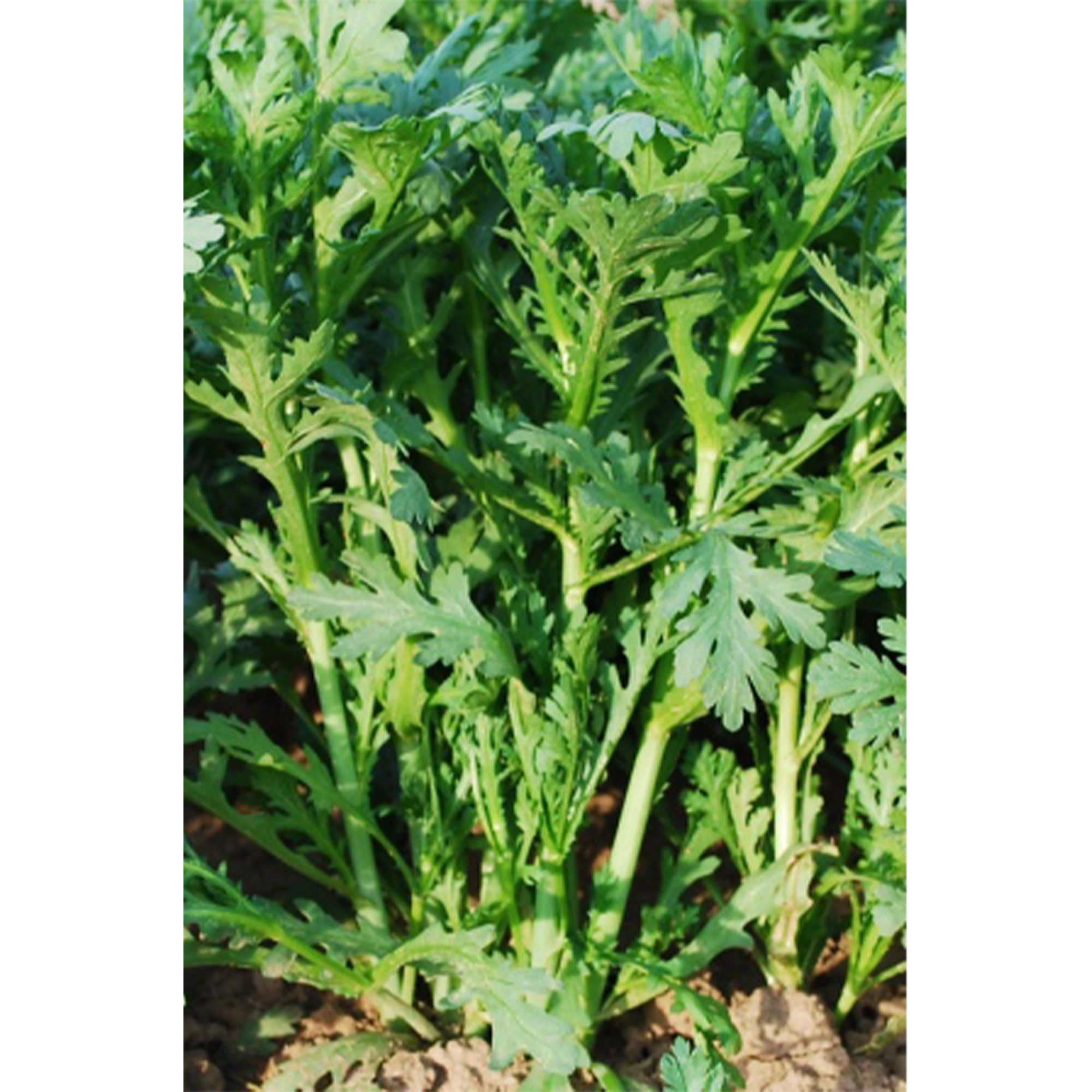 Chrysanthemum Greens Seeds - Oasis - 1 Lb ~228800 Seeds - Non-GMO, Heirloom - Asian Edible Flower & Microgreens