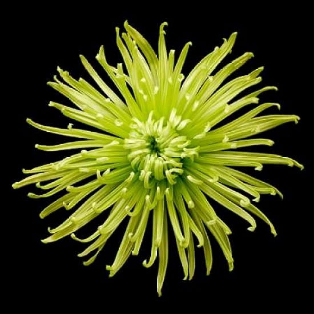 Chrysanthemum II Canvas Art - Jim Christensen (24 x 24)
