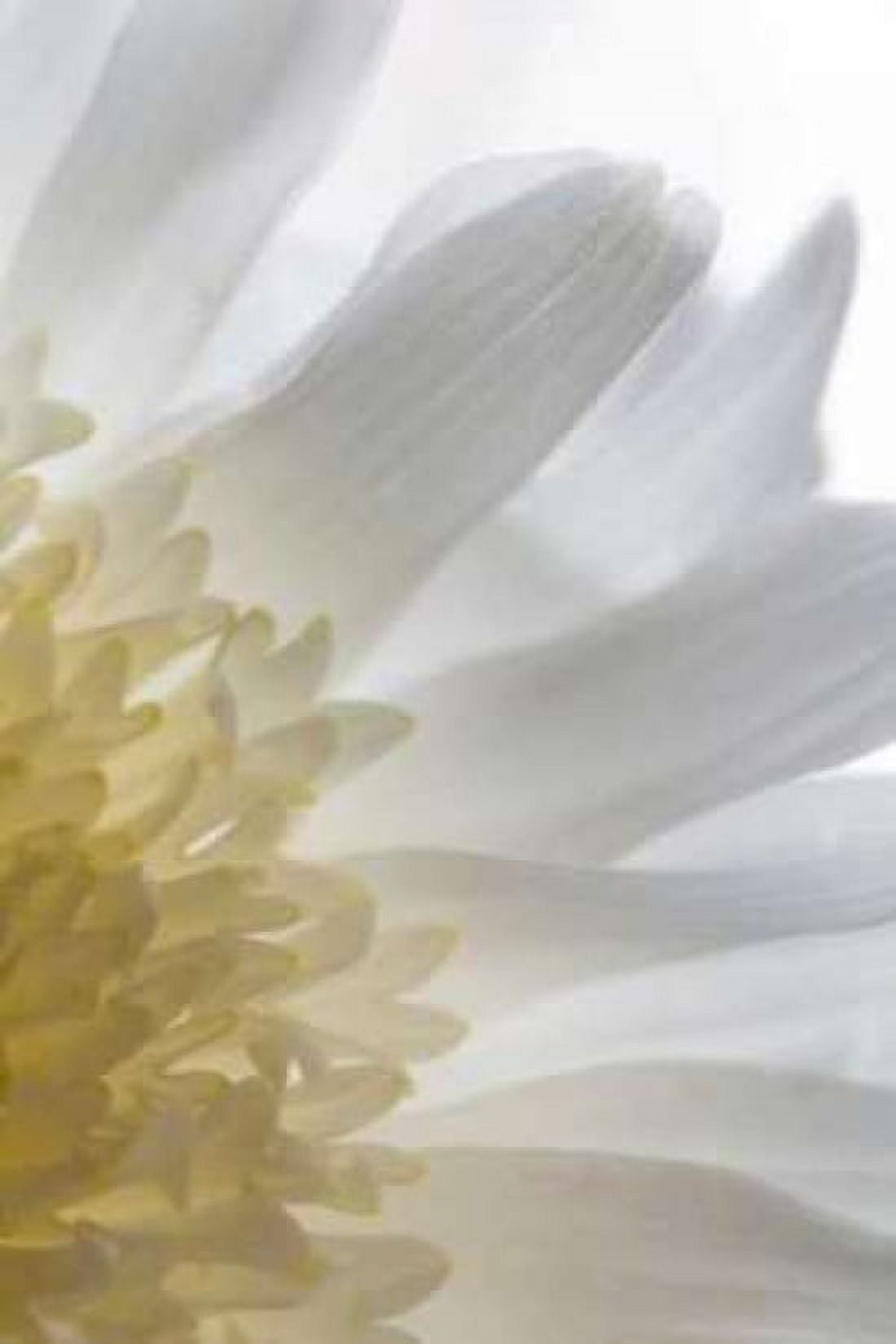 Chrysanthemum II Canvas Art - Kathy Mahan (12 x 18)