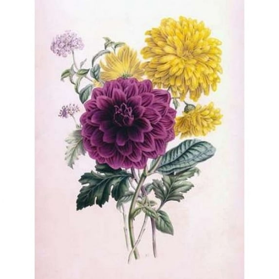 Chrysanthemum Poster Print by James Andrews