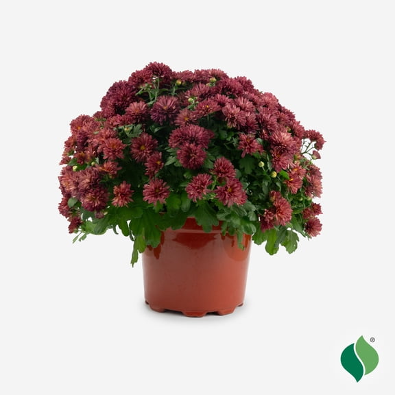 8 in. Mum (Chrysanthemum), Live Annual Plant, Red Flowers