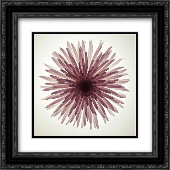 Chrysanthemums flower backlit 2x Matted 20x20 Black Ornate Framed Art Print by Frank, Assaf