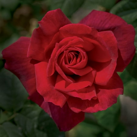 Chrysler Imperial Hybrid Tea Rose Dormant Bare Root Shrub