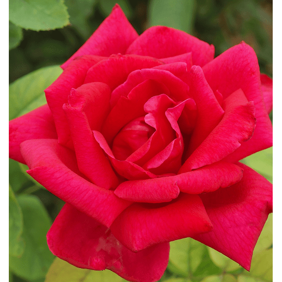 Chrysler Imperial Red Rose Bush Live Plant, Hybrid Tea Rose Plant Live, 5-8 Inch Tall, Fragrant Flowers Tree, Well-Rooted 1 Year Old, No Pot