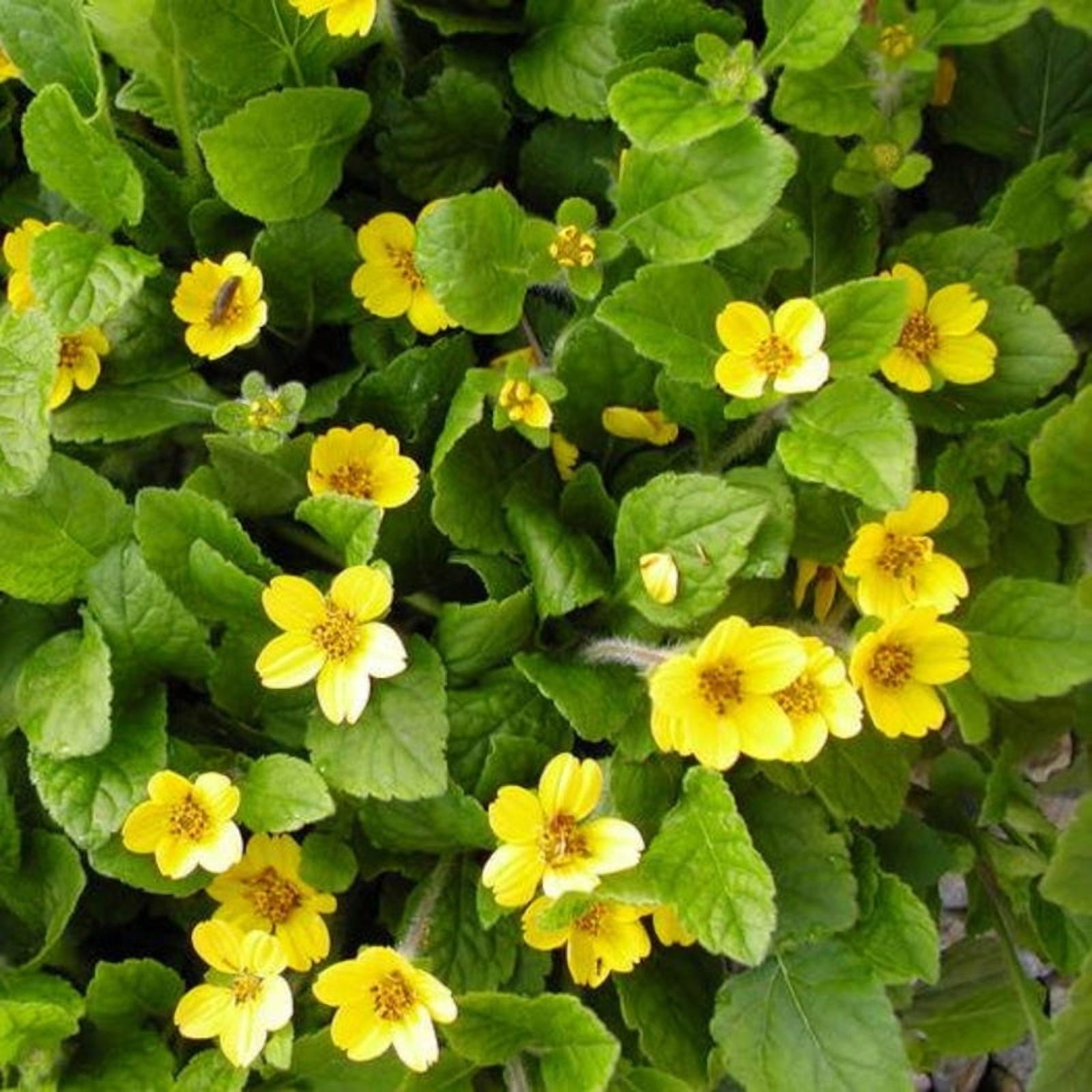 Chrysogonum Virginianum Pierre Live Groundcover- Flat of 10 - Walmart.com