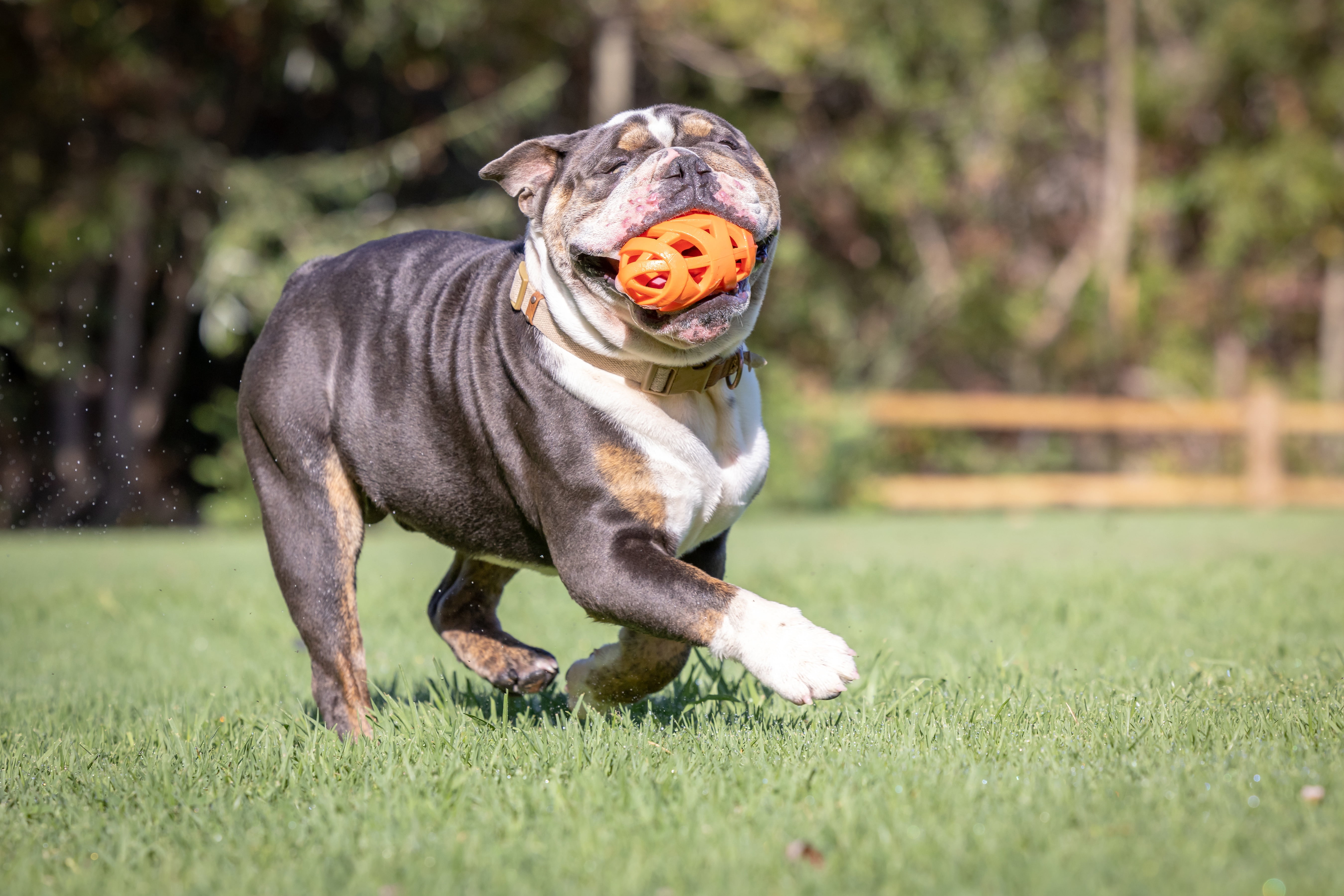 Chuckit! Air Fetch Rubber Football Outdoor Fetch Dog Toy, Orange, Pack ...