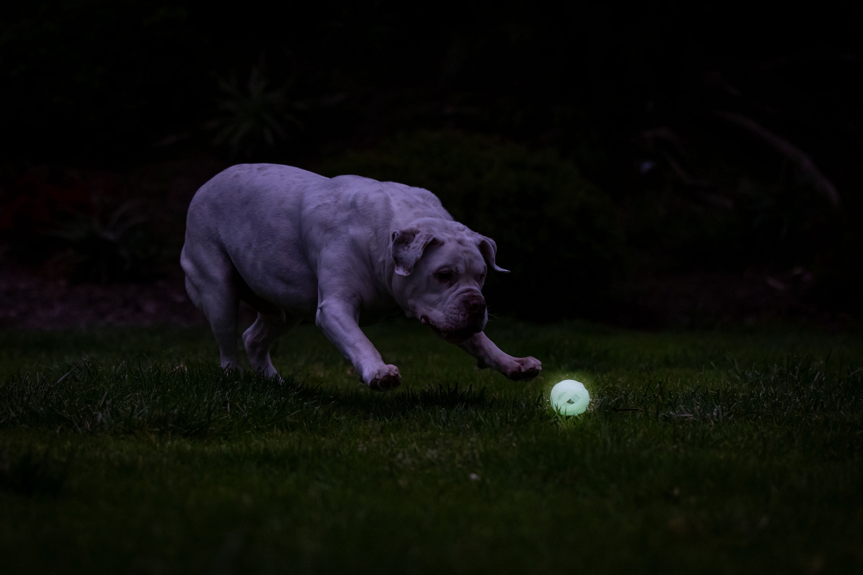 Chuckit! Air Glow Fetch Hard Breathe Easy Dog Ball Rubber Toy For Dogs, Medium 2.5", For Breeds 20 to 60 lb, Pack of 2, White Glow In The Dark