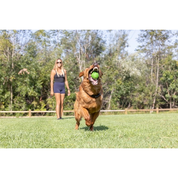 Chuckit! Erratic Ball Rubber Fetch Dog Toy for Unpredictable Bounce, Large 3" for Dogs 60 to 100 lb, Pack of 1, Green