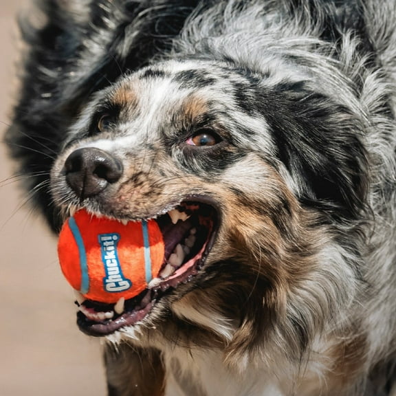 Chuckit! Tennis Ball Fetch Dog Toy, Large 3" for Large Dogs 60 to 100 lb, Pack of 1, Orange