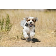 Chuckit! Ultra Squeaker Ball Dog Toy, Small 2" for Small Dogs, Pack of 2, Blue and Orange