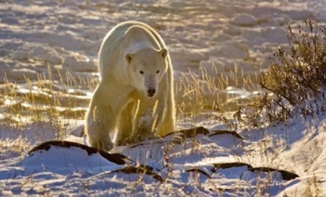 Churchchill Polar Bear Canvas Art - Jaynes Gallery  DanitaDelimont (27 x 17)