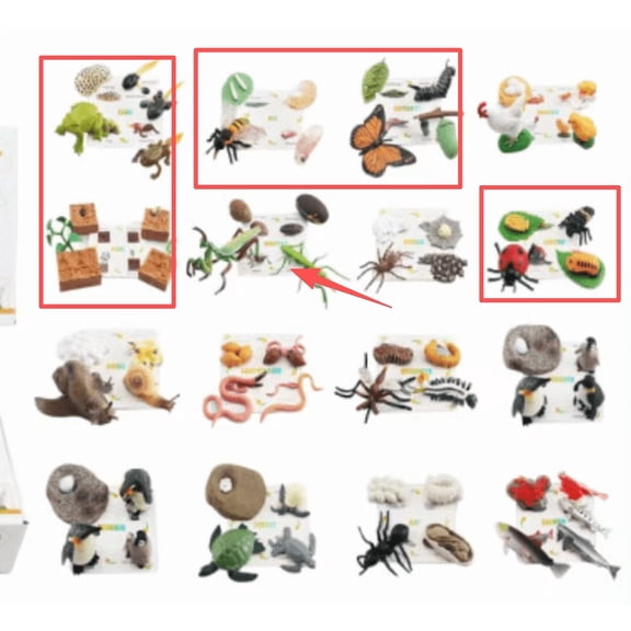 Chuvikid Animal Life Cycle Kit,Montessori Science Toy with Matching Game,Butterfly,Frog,Bee,Ladybug,Mantis and Plant,Educational Toy Gift for Kids Ages 3-8