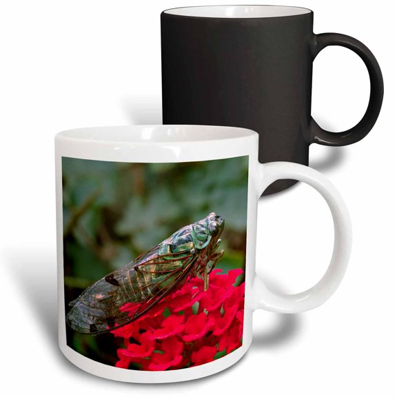 3drose, Cicada, Bug, Member of Family Cicadidae, Insect - Na01 Csl0001 - Charles Sleicher, 11oz Magic Transforming Mug