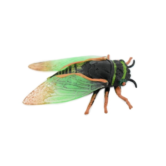 Cicada, Cicadoidea, Rubber Insect, Hand Painted, Realistic Toy Figure, Model, Replica, Kids, Educational, Gift, 2 1/2" CH231 BB119