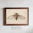 Pure Bug Cicada Insect Art Vintage Entomology Natural History Scientific Bug ...