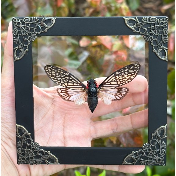 Cicada Tailanga Shadow Box Floating Frame Glass Acrylic Curiosity Cabinet Nature Wall Decor Tabletop Or Hanging Home Accent K12-63-KINH