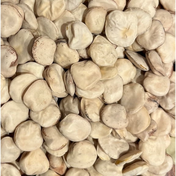 Cicerchia Lathyrus sativus Chickpea Ancient Legume Bean Heirloom Seed Packet