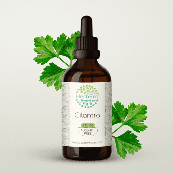 HerbEra Cilantro Tincture, Herbal Dietary Supplement for Detox and Digestive Support, Cilantro (Coriandrum sativum) Dried Leaf Extract, Natural, Alcohol-Free, Drops 4 oz