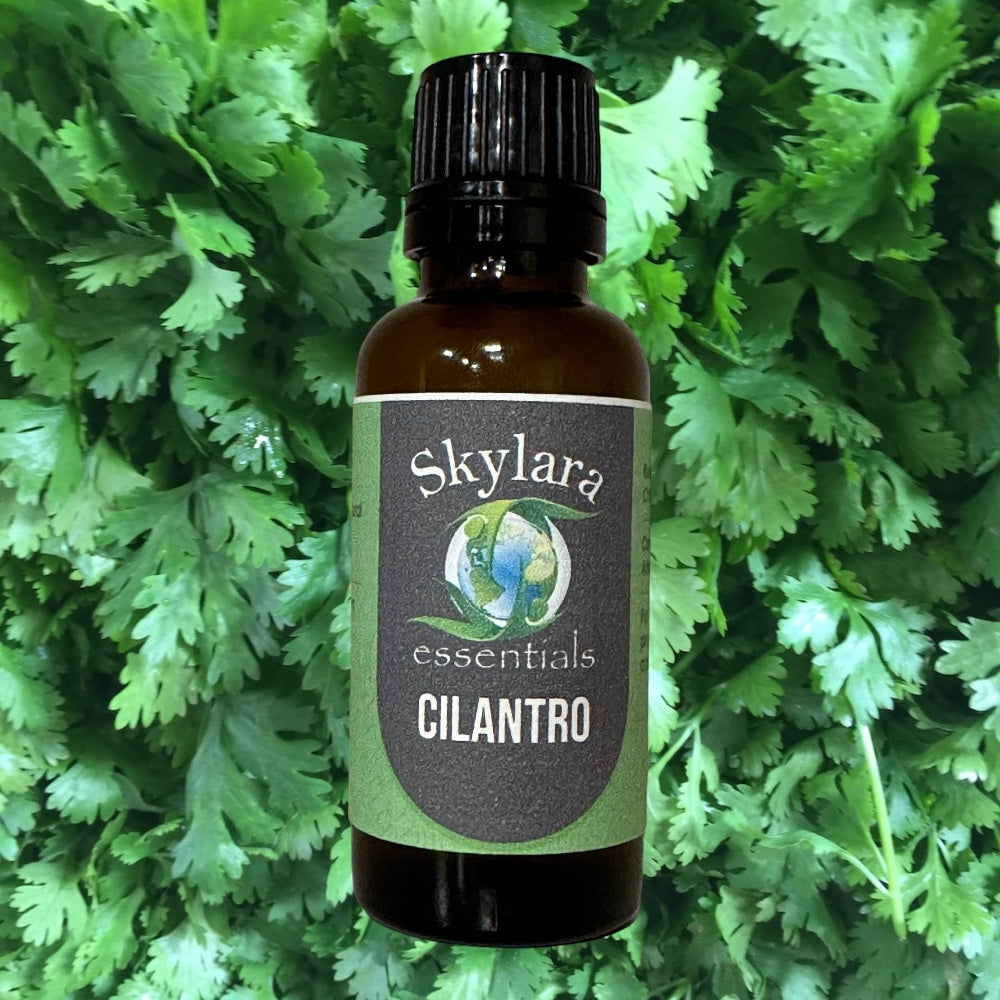 Cilantro Essential Oil 100 Pure and Therapeutic Grade