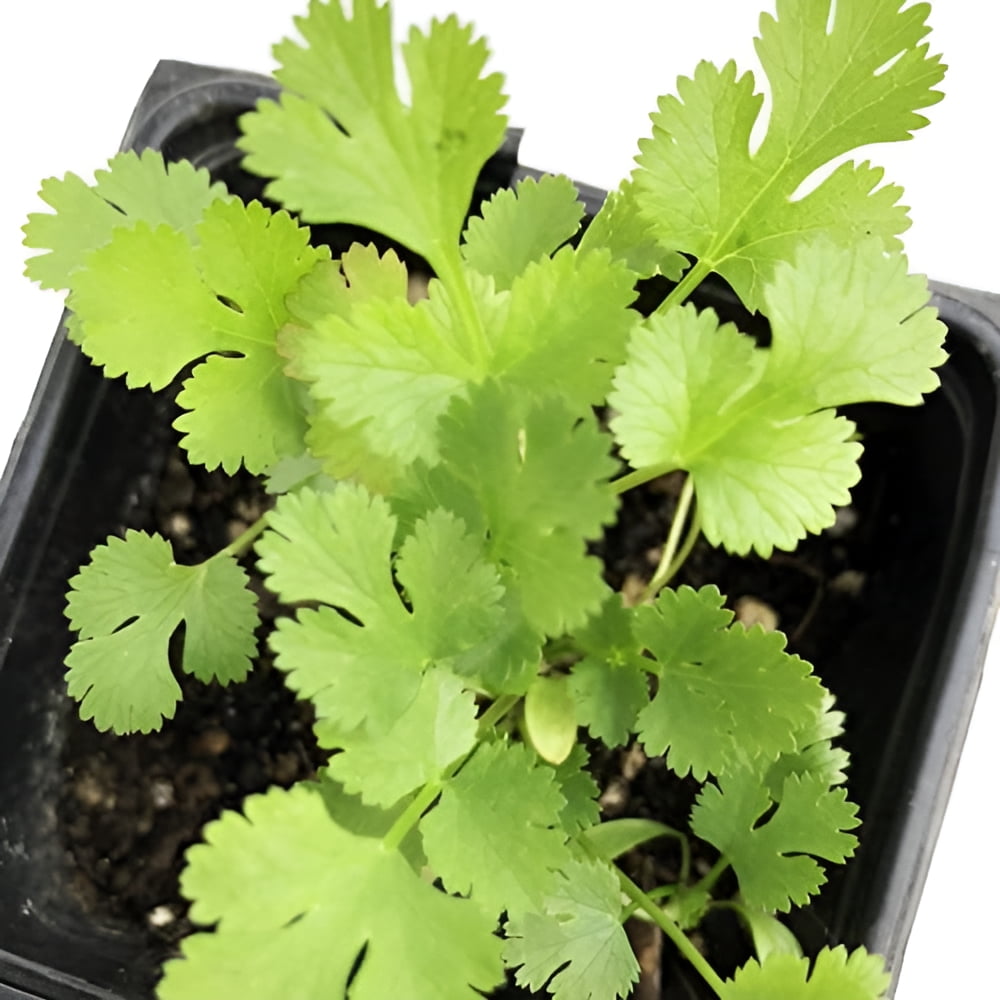 Xilantro Smoke Camp CRAFTS, Live Cilantro Plant, 3 Inch Pot, All Natural ...