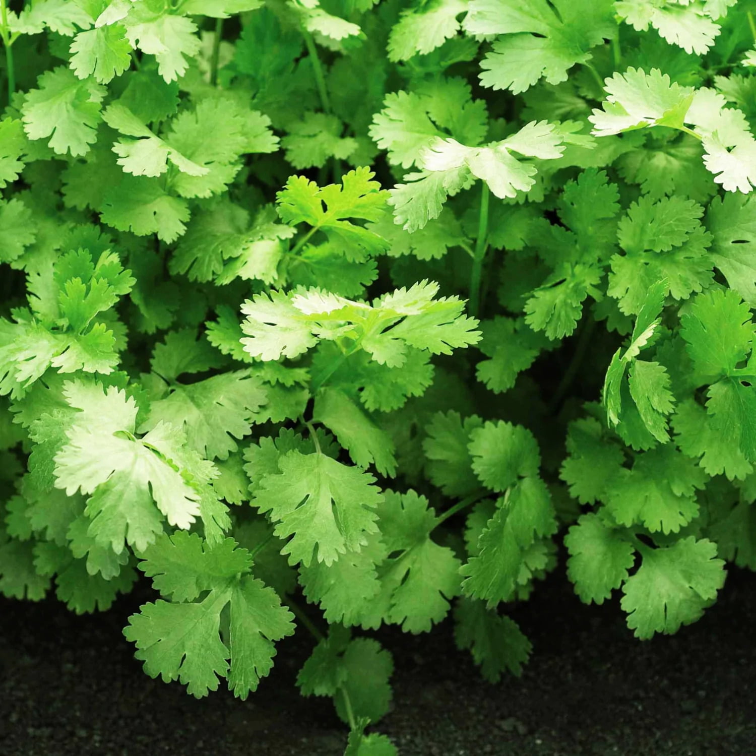Cilantro Santo Seed, Treated, 100 Seeds - Walmart.com