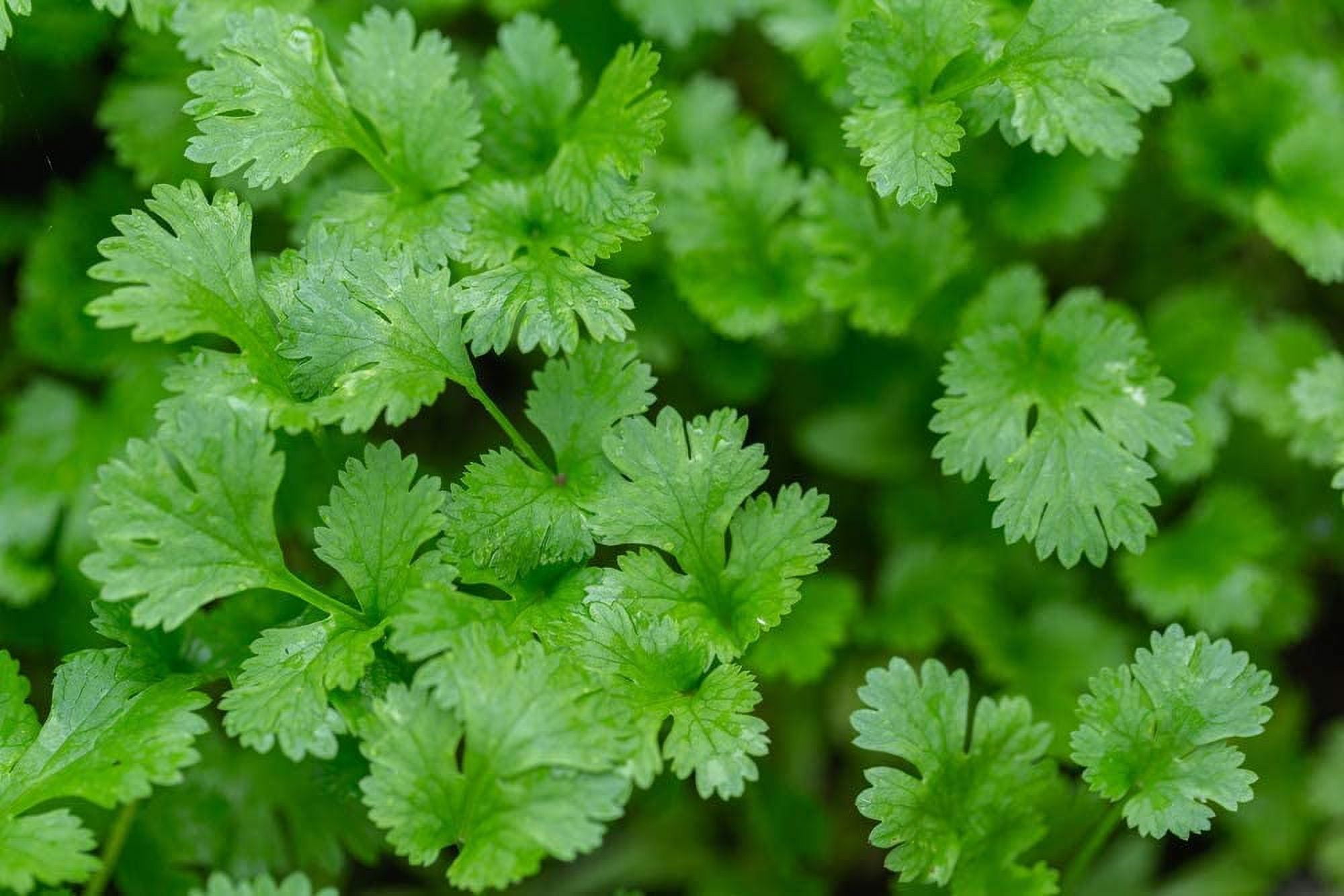 Cilantro Seeds 500+ Seeds Herb Garden Seeds for Planting. Indoor
