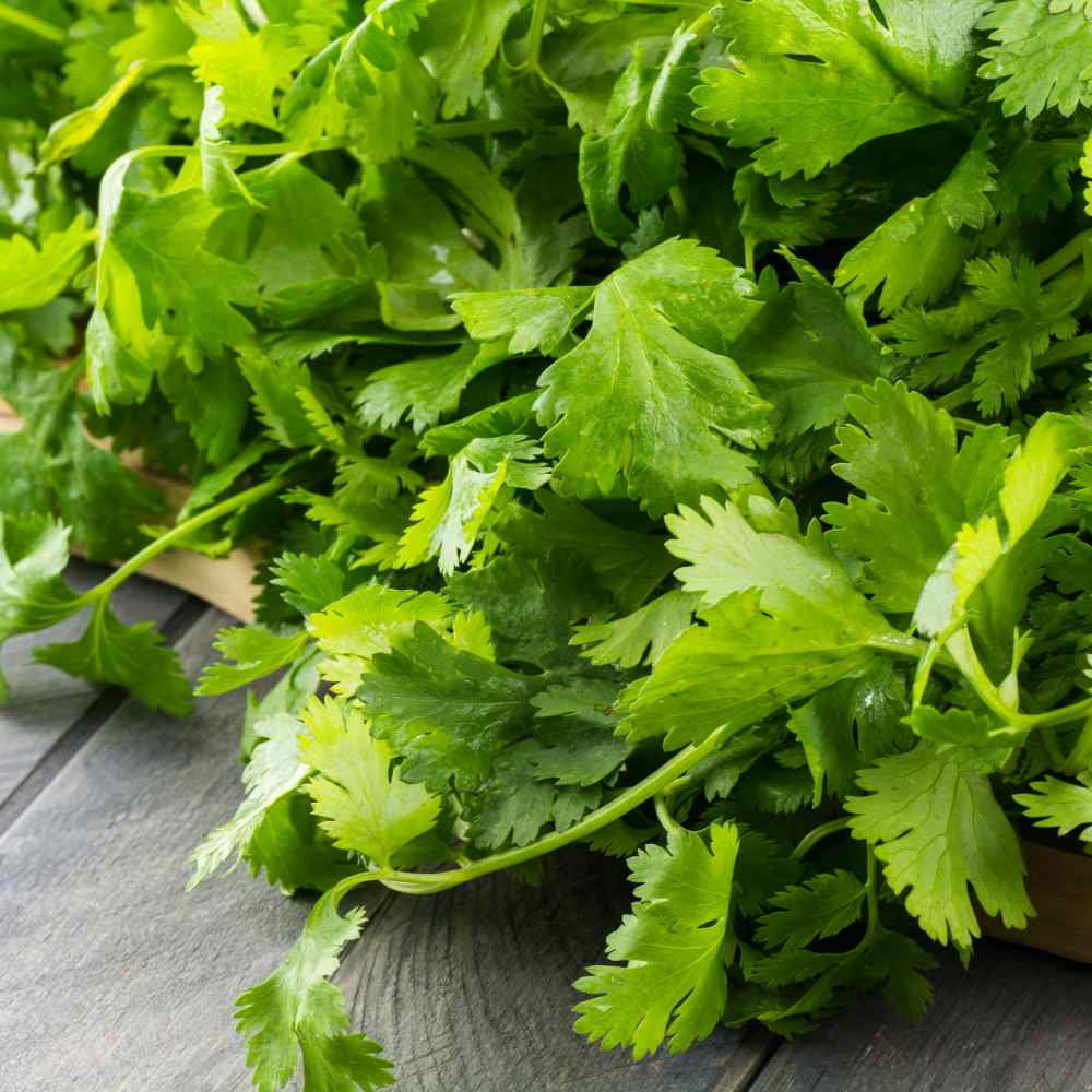 Cilantro Seeds - Coriandrum Sativum Santo Herb Seed - 1 LB