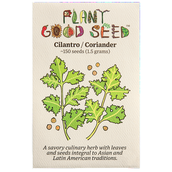 Cilantro Seeds