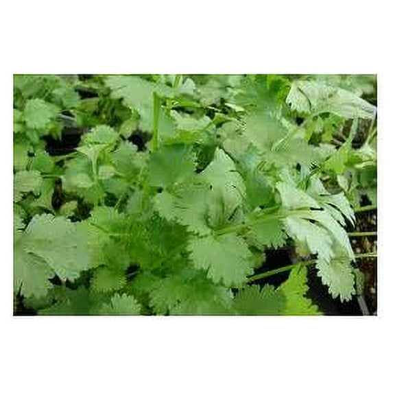 Cilantro Slow Bolting Also Known As coriander Chinese Parsley Great Herb Heirloom Vegetable BULK 1Lb Seeds
