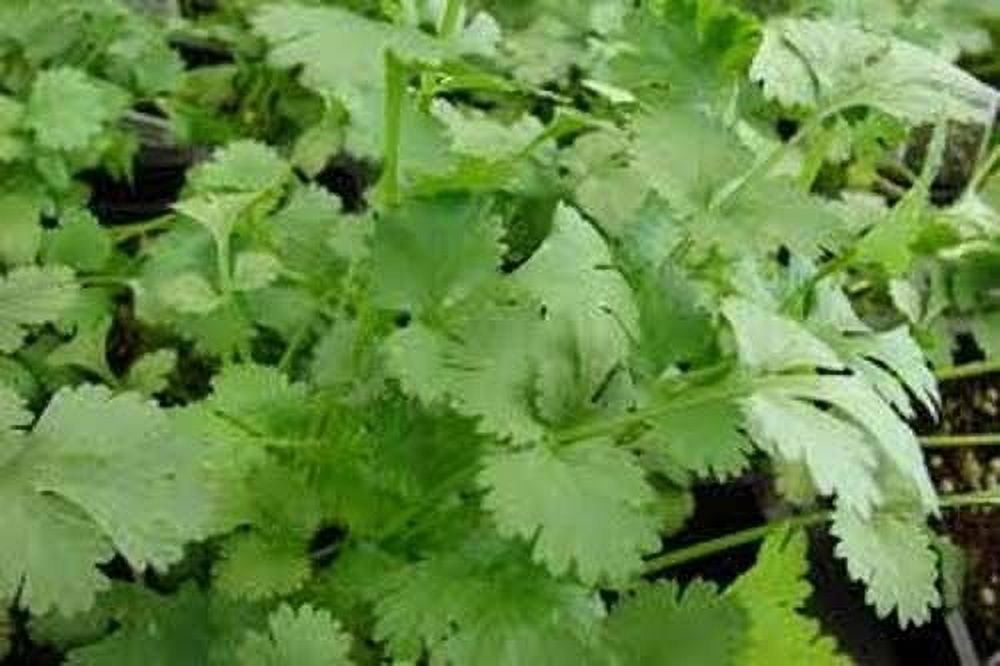 Cilantro Slow Bolting Also Known Ascoriander Chinese Parsley Great Herb