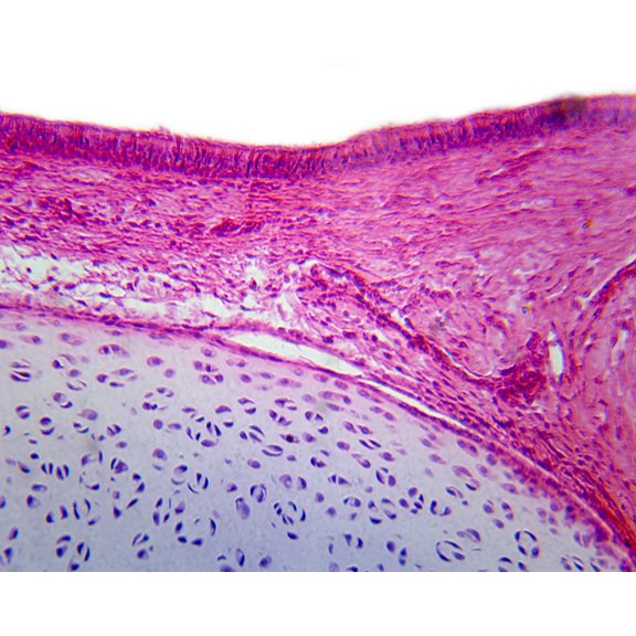 Ciliated Pseudostratified Columnar Epithelium from Respiratory Tissue, Mammalian; Section; H&E Stain