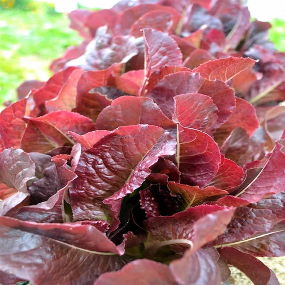 Cimmaron Romaine Lettuce Garden Seeds - 5 Lb Bulk - Non-GMO, Heirloom Vegetable Gardening Seeds - Salad Greens & Microgreens