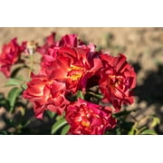 Cinco de Mayo  Rose - 4" Pot - Mysterious Color Blending