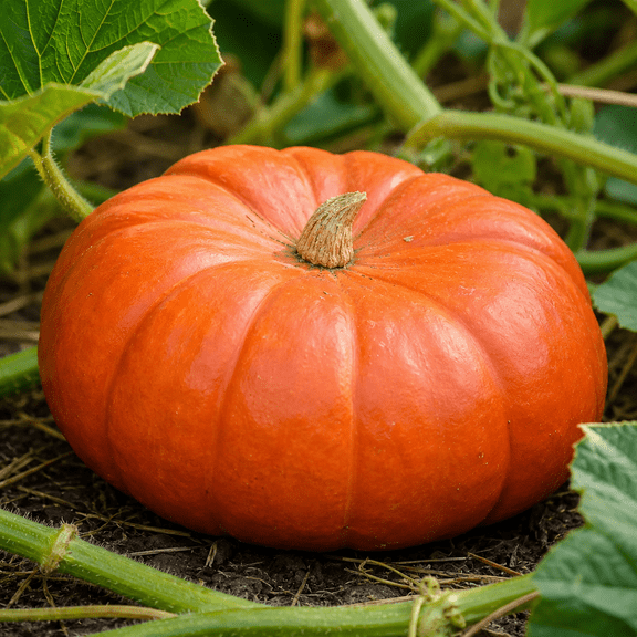 Cinderella Pumpkin Plant Live for Planting, Pumpkins Winter Squash Vegetable in Home Garden, Pumpkin Tree, 2-4 Inch Tall