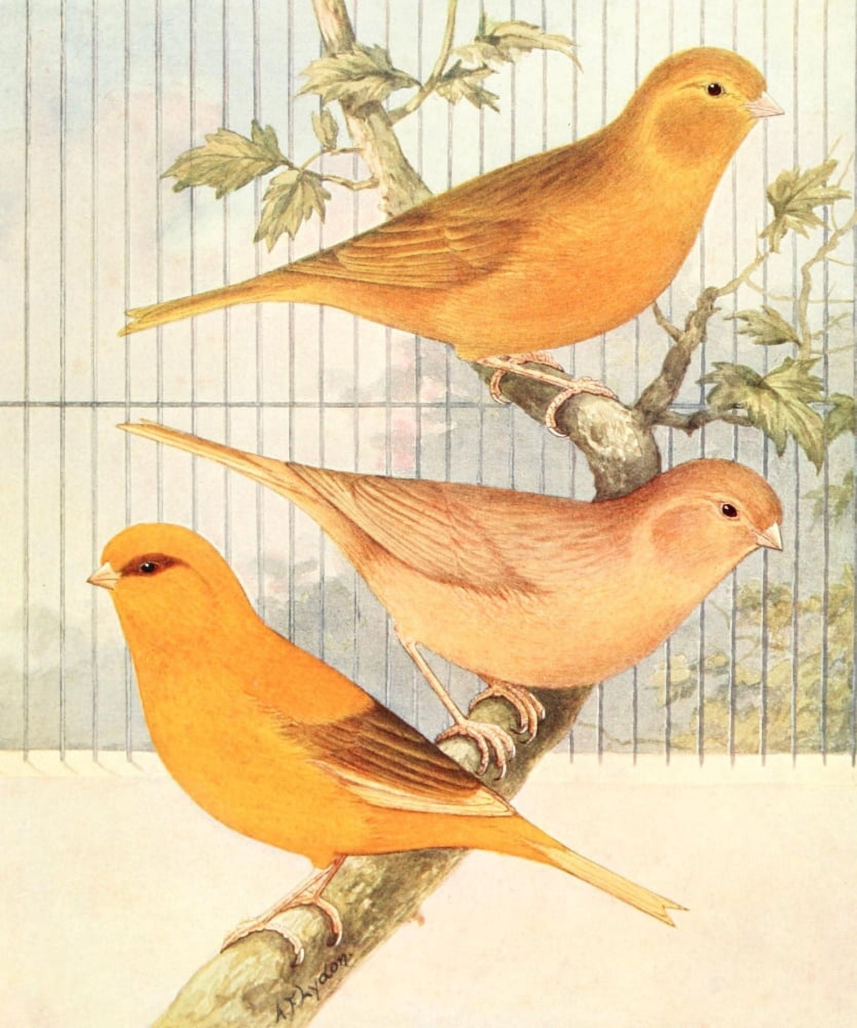 Cinnamon Canaries Canvas Art - AF Lydon (18 x 24)