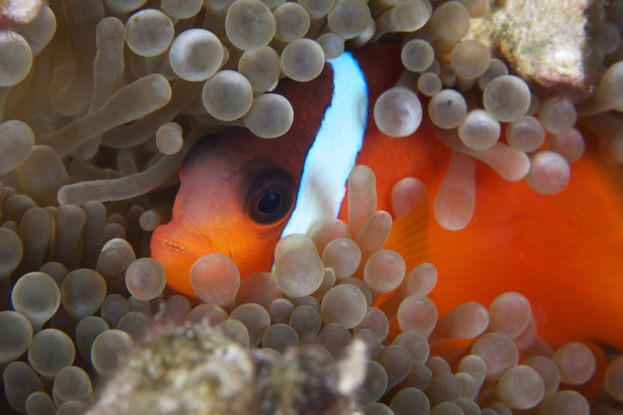 Cinnamon Clownfish in its host anemone Canvas Art - Terry MooreStocktrek Images (35 x 23)