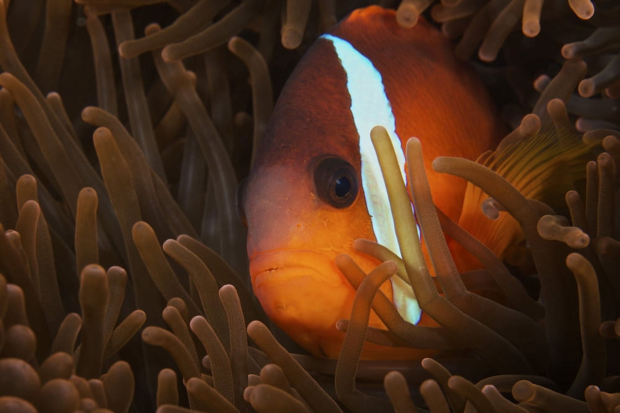 Cinnamon Clownfish in its host anemone Fiji Canvas Art - Terry MooreStocktrek Images (18 x 12)