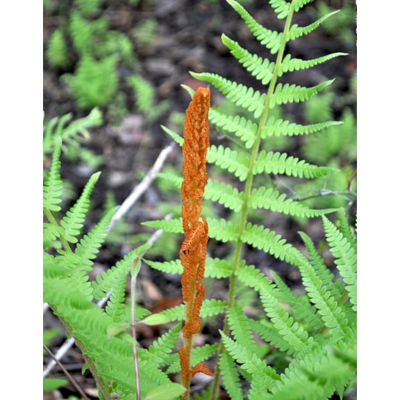 Cinnamon Fern - 3 root divisions