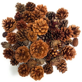 Cinnamon Scented Pinecones 1 lb Variety for Decorating - over 40 Small Cinnamon Pinecones for Crafts and Vase Filler - Cinnamon Fragrance Pine Cones