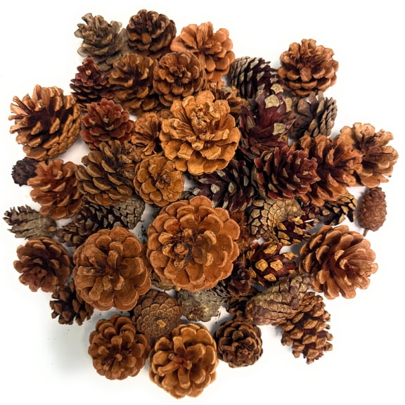 Cinnamon Scented Pinecones 1 lb Variety for Decorating - over 40 Small Cinnamon Pinecones for Crafts and Vase Filler - Cinnamon Fragrance Pine Cones