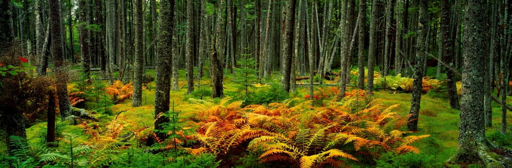 Cinnamon ferns and red spruce trees in autumn Acadia National Park Maine USA Canvas Art - Panoramic Images (12 x 36)