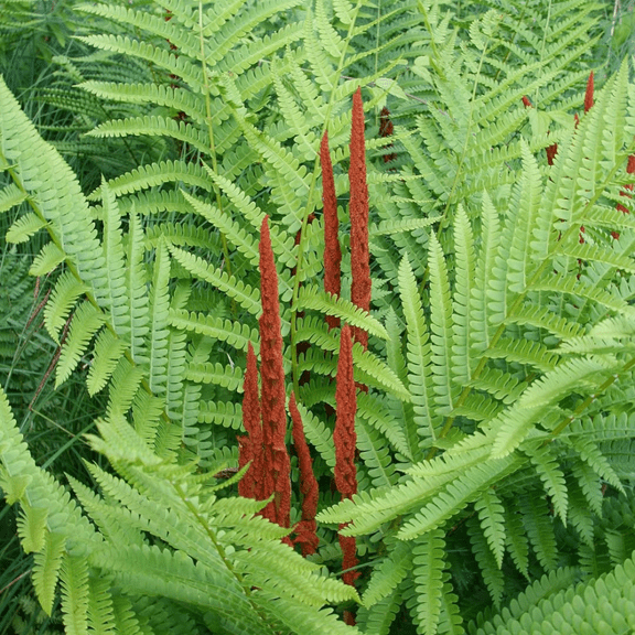 Cinnamonfern Rhizomes, Set 70 Dormant Rhizomes, Shade Plants, Suitable for Outdoor Garden