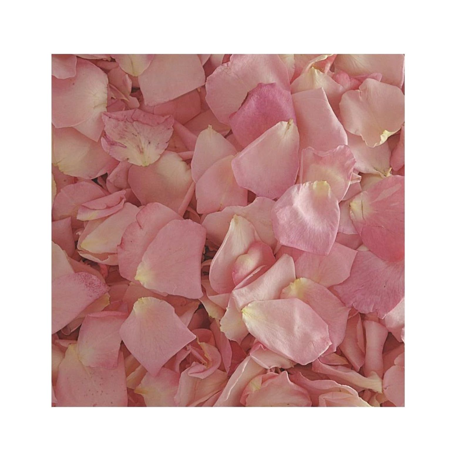 CintBllTer Bridal Rose Petals 15 Cups of Preserved Freeze Dried Rose