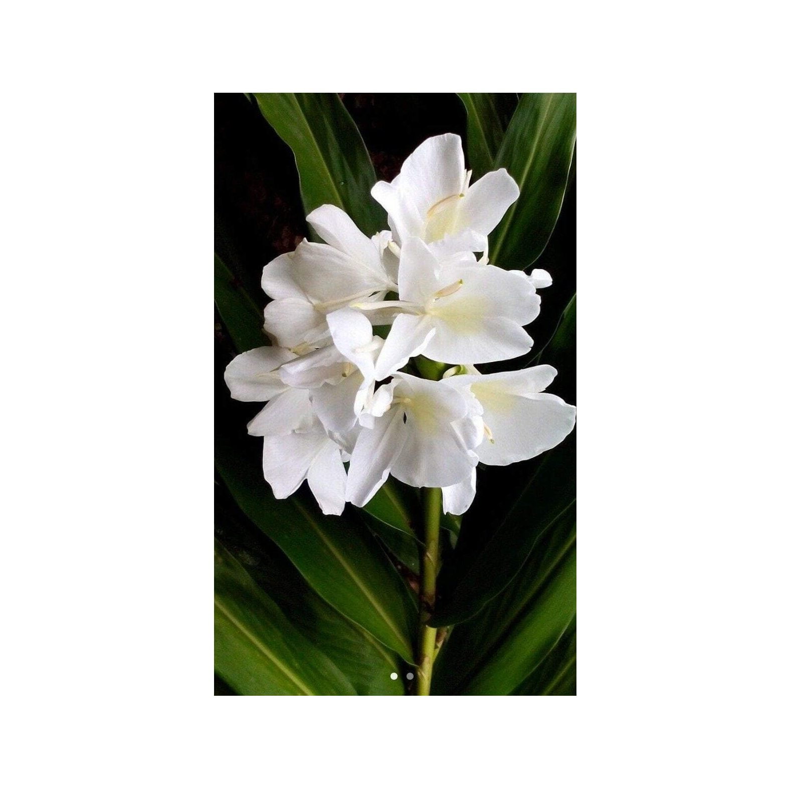 CintBllTer Live Plant 1 White Butterfly Ginger Lily Plant No Pot