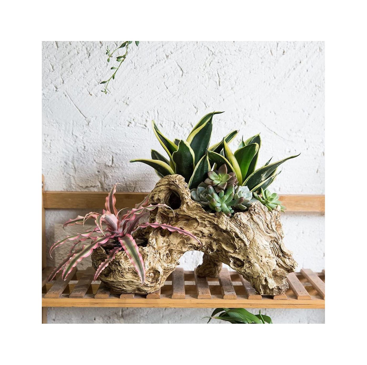 CintBllTer Natural Driftwood Teak Wood Branch for Terrariums, Air