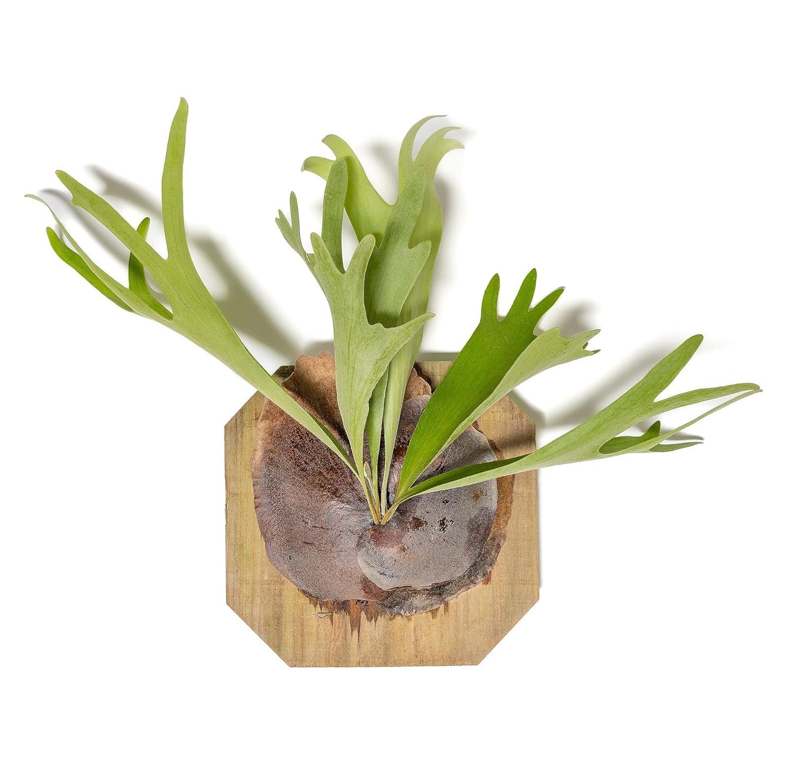 CintBllTer Staghorn Fern Mounted on a Cedar Plank Wholesale and Bulk